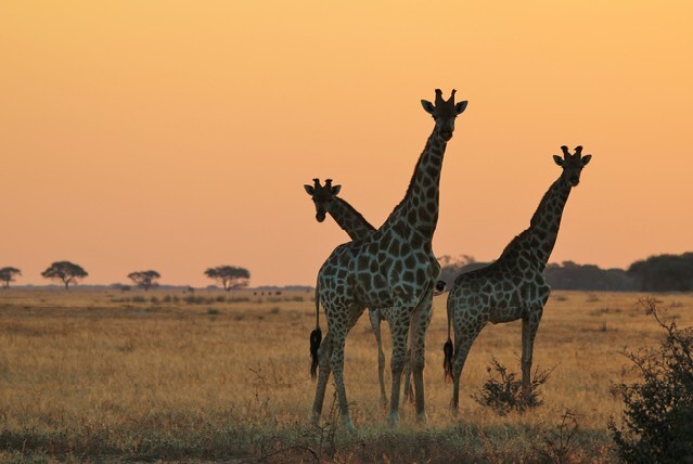 Giraffe - African Wildlife Background - Silhouette and Sunset Gold from Magnificent Nature